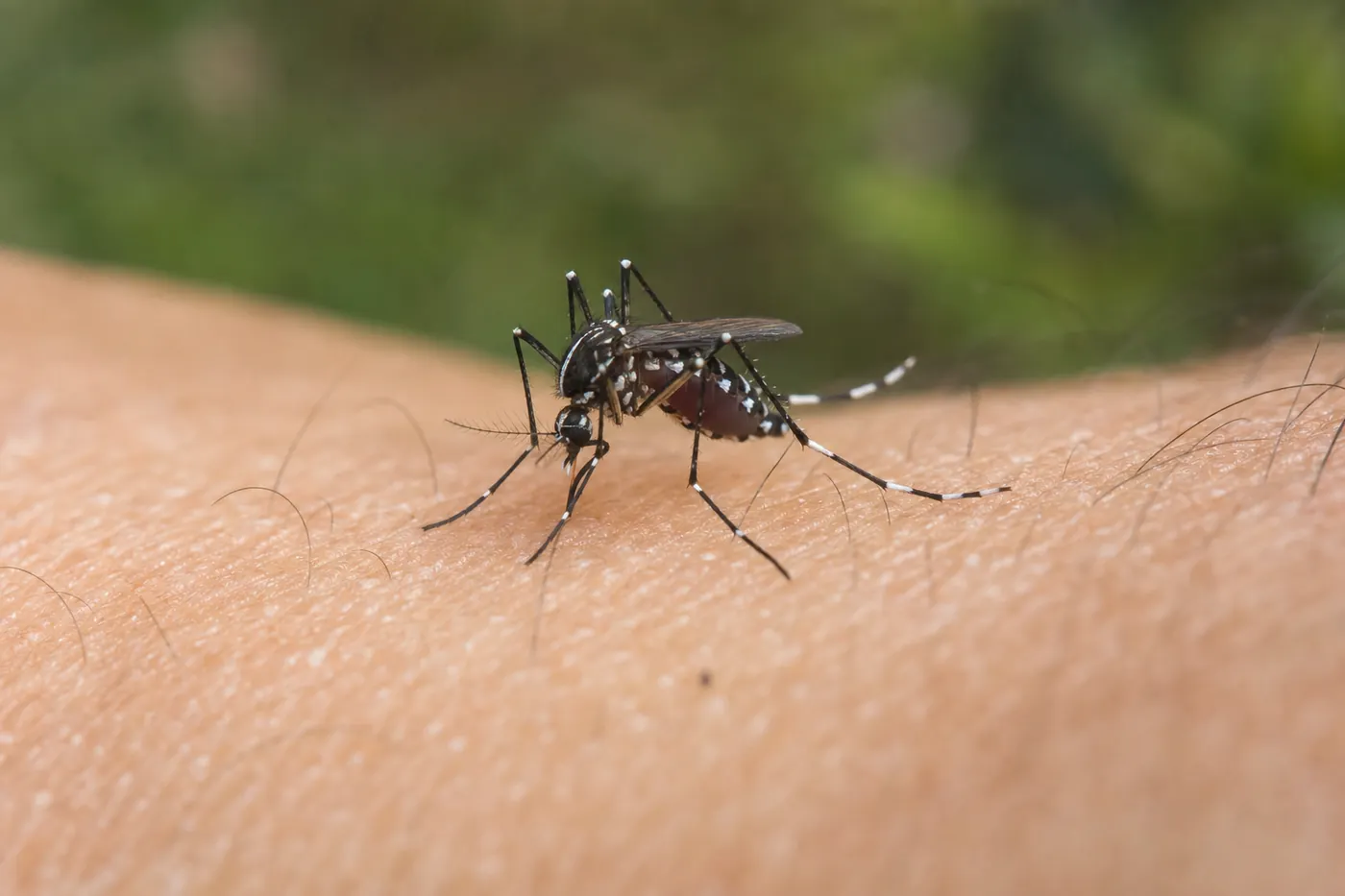 Mosquito tigre en Sant Boi de Llobregat