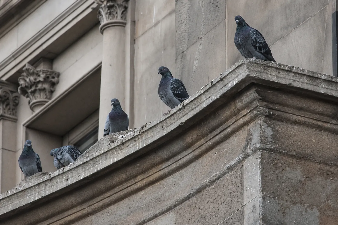 Control de aves en Sant Boi de Llobregat