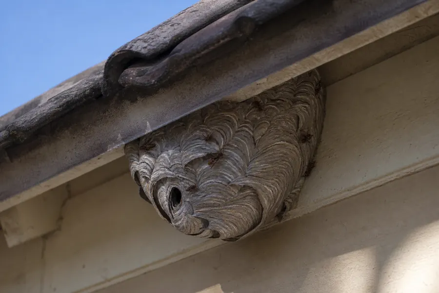Tratamiento de avispas en Sant Boi de Llobregat — Deratik